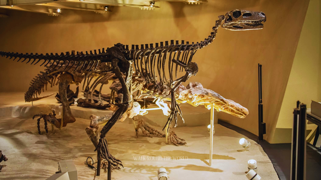 Dinosaur skeleton display at Natural History Museum London