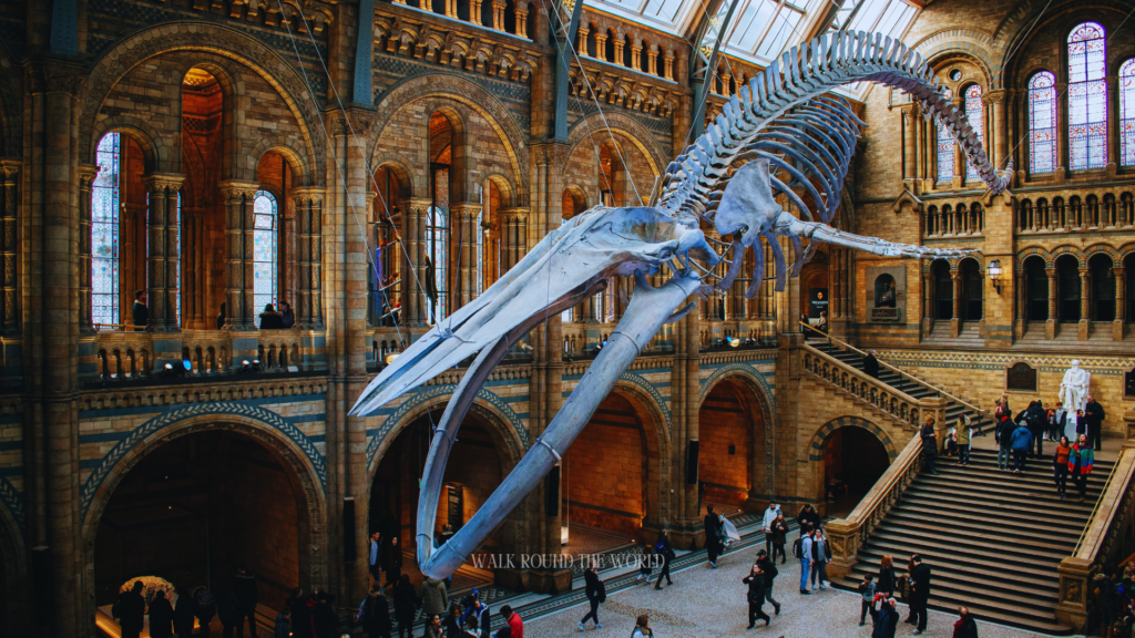 Blue whale skeleton Hope suspended in Hintze Hall London