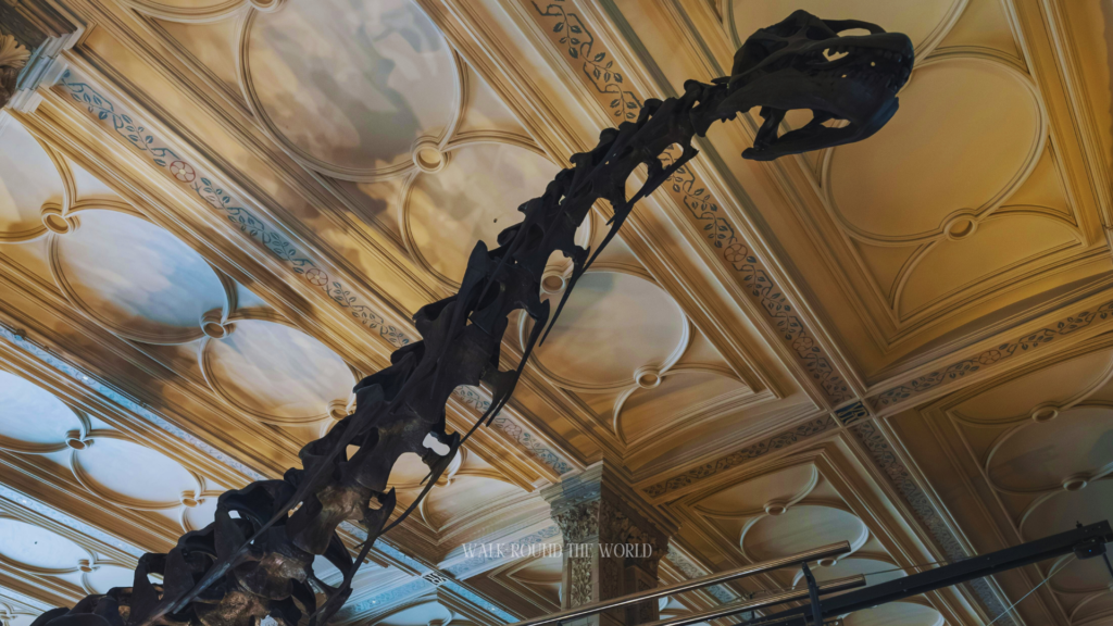 Dinosaur skeleton inside Natural History Museum London Blue Zone