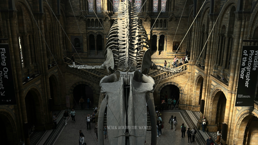 Grand hall interior Natural History Museum London