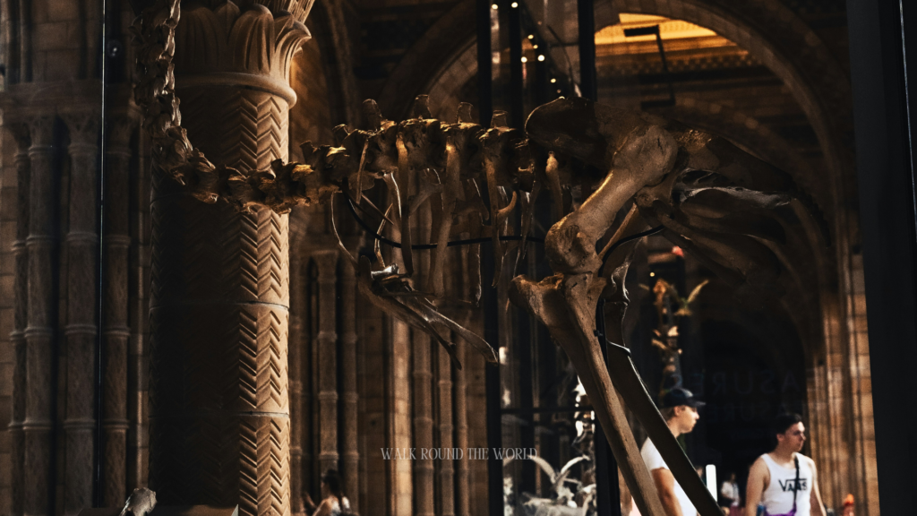 Giant skeleton displayed inside Natural History Museum London
