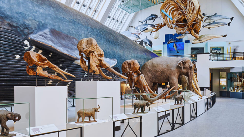 Mammals Gallery interior at the Natural History Museum London featuring large skeletons