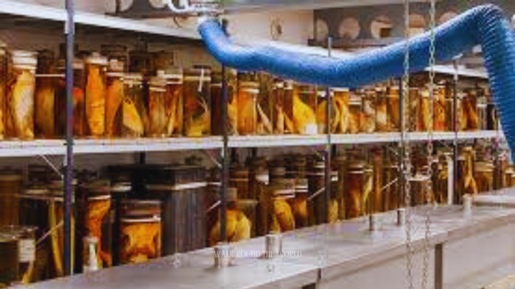 Natural History Museum Spirit Collection jars preserved specimens in fluid London