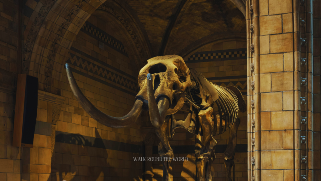The giant skeleton of an American Mastodon in natural History museum