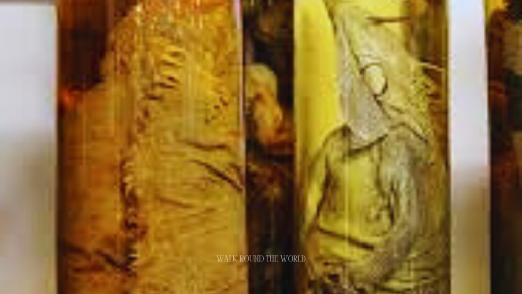 Spirit Collection inside Natural History Museum of London