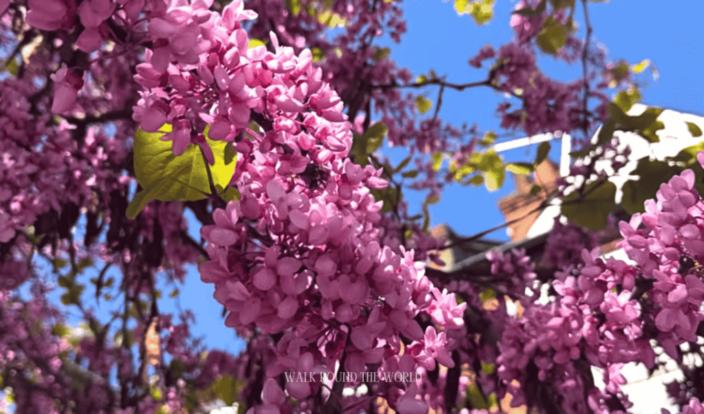 Pink flowering trees blooming in London under a bright blue sky during the start of the summer season.