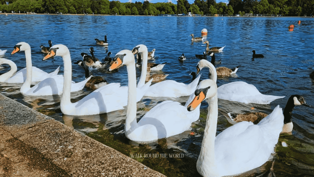 The Round Pond in Kensington Gardens, London, during July with swans and visitors enjoying the summer weather.