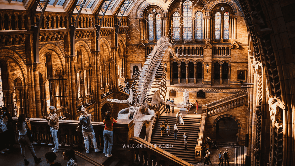 Hope the blue whale viewed from upstairs at the Natural History Museum London