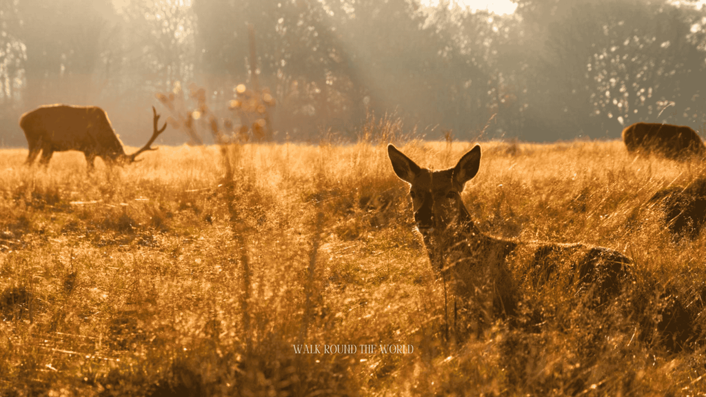 Red deer in Richmond Park surrounded by autumn foliage